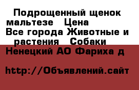 Подрощенный щенок мальтезе › Цена ­ 15 000 - Все города Животные и растения » Собаки   . Ненецкий АО,Фариха д.